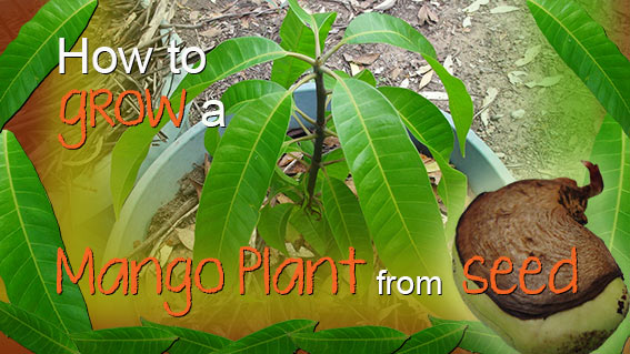 How to grow a mango plant from seed