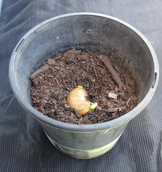 How to grow a mango plant from seed: sprouting