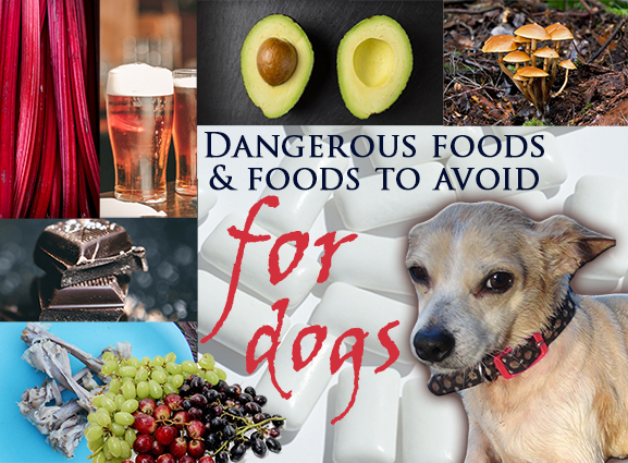 Dangerous foods for dogs
