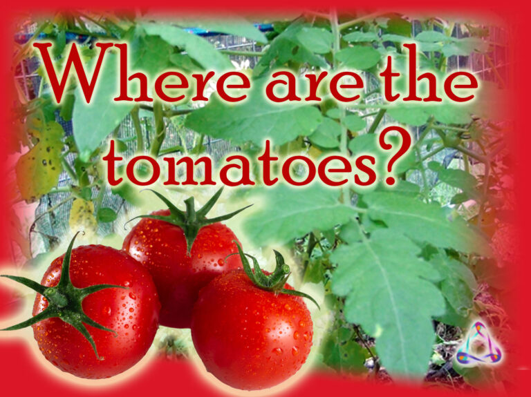 Why Are My Tomato Plants Not Growing Tomatoes? And Other Advice