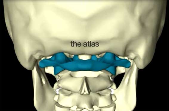 The atlas