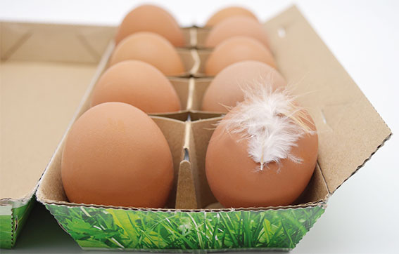 Cage-free-eggs