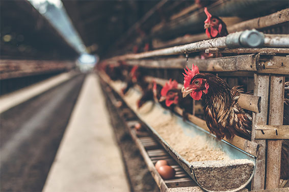 Why-you-should-not-eat-animal-products-chickens