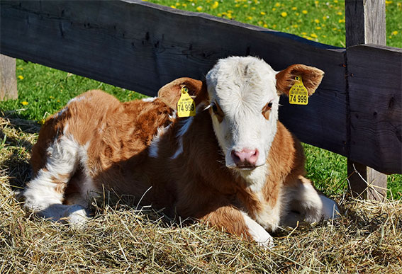 Why-you-should-not-eat-animal-products-cow-dairy-calf