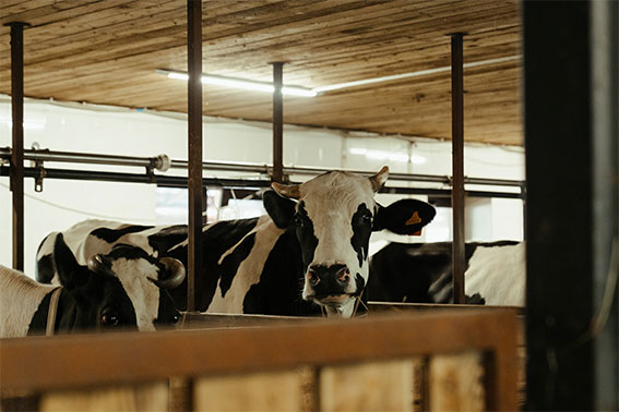 Why-you-should-not-eat-animal-products-cow-dairy