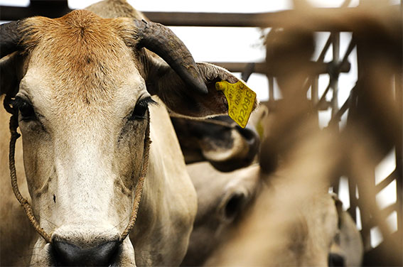 Why-you-should-not-eat-animal-products-cow
