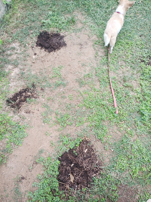 Dogs love to dig holes so be prepared.