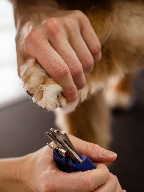 It's important to keep your dog well groomed.