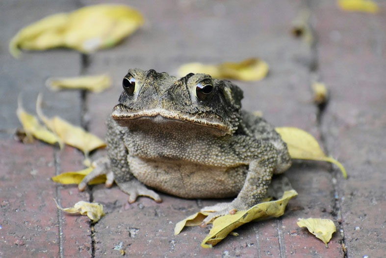 Toads are dangerous for dogs, keep them well away by planning and preparing your yard or acreage.