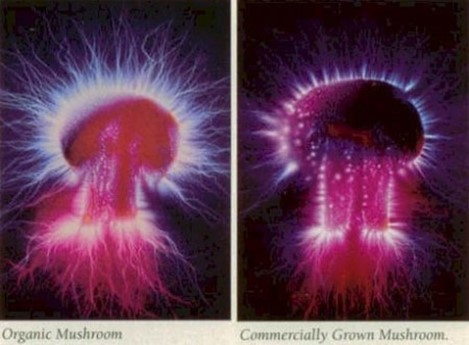 Mushroom and life force comparison