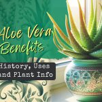 Hello Aloe! Aloe Vera Plant Information