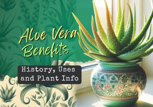 Hello Aloe! Aloe Vera Plant Information