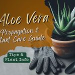 Aloe vera propagation and plant care guide