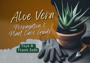 Aloe vera propagation and plant care guide